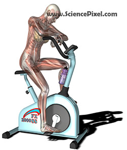 Muskelfrau beim Gewichte heben / muscle woman at weightlifting