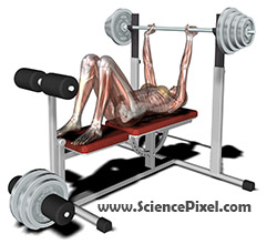 Muskelfrau mit Skelett beim Gewichte heben / muscle woman with skeleton at weightlifting