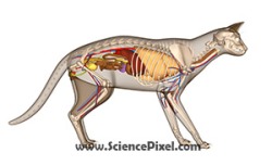 Anatomie der Katze / Anatomy of the cat