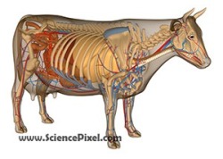 Anatomie der Kuh Organe / Anatomy of the cow organs
