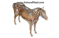 Pferd Anatomie  / horse anatomy
