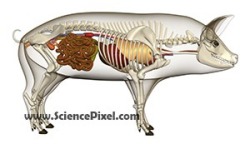Schwein Anatomie  / pig anatomy