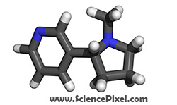Nikotin Molekül / Nicotine molecule