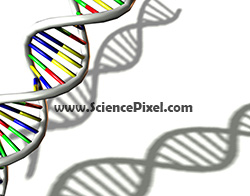 Desoxyribonukleinsäure (DNS) / deoxyribonucleic acid (DNA)