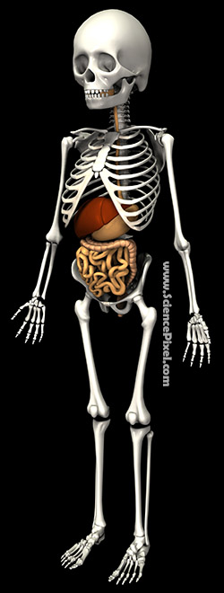 Anatomie Skelett Verdauung Leber / anatomy skeleton digestive liver