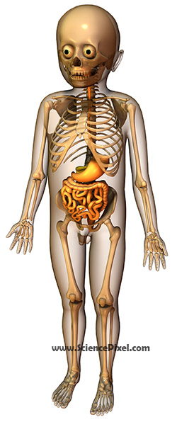 Anatomie Verdauung Skelett / anatomy digestive system skeleton